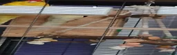 Parakeets birds for sale: 1 x breeding pair of kakarikis  - Advert 3