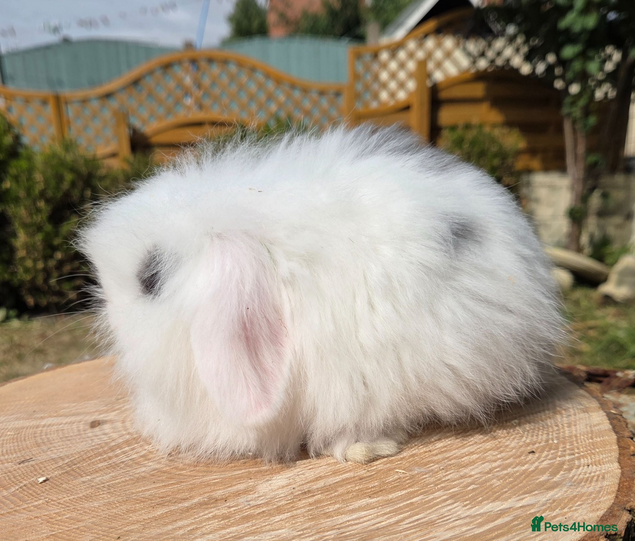 Angora rabbits  teddywidders babys ready now  - Advert 2