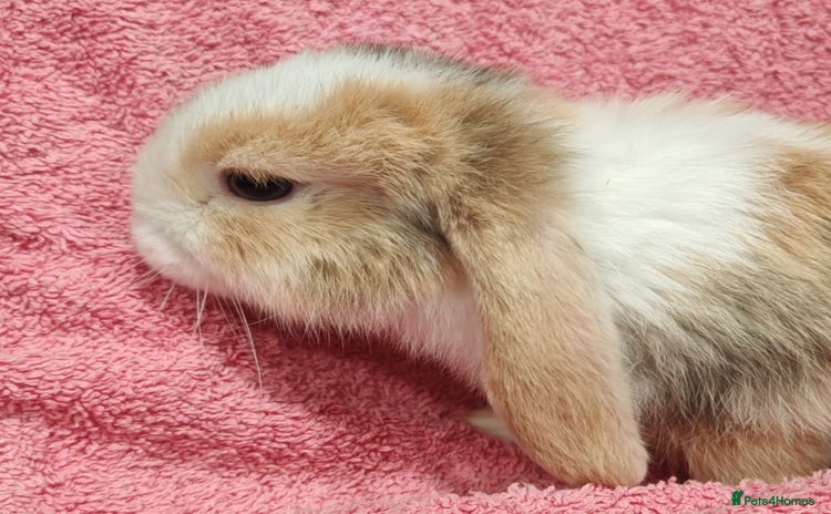 Mini Lop rabbits - Advert 8