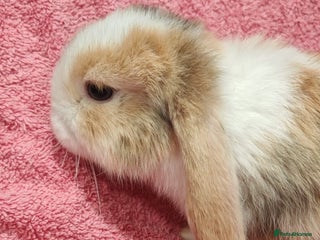 Mini Lop rabbits - Advert 19
