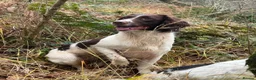 English Springer Spaniel dogs for sale: Beautiful Springer Spaniel Puppies For Sale  - Advert 27