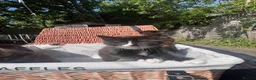 Mixed Breed cats for sale: 4 gorgeous fluffy rag doll mixed kittens - Advert 14
