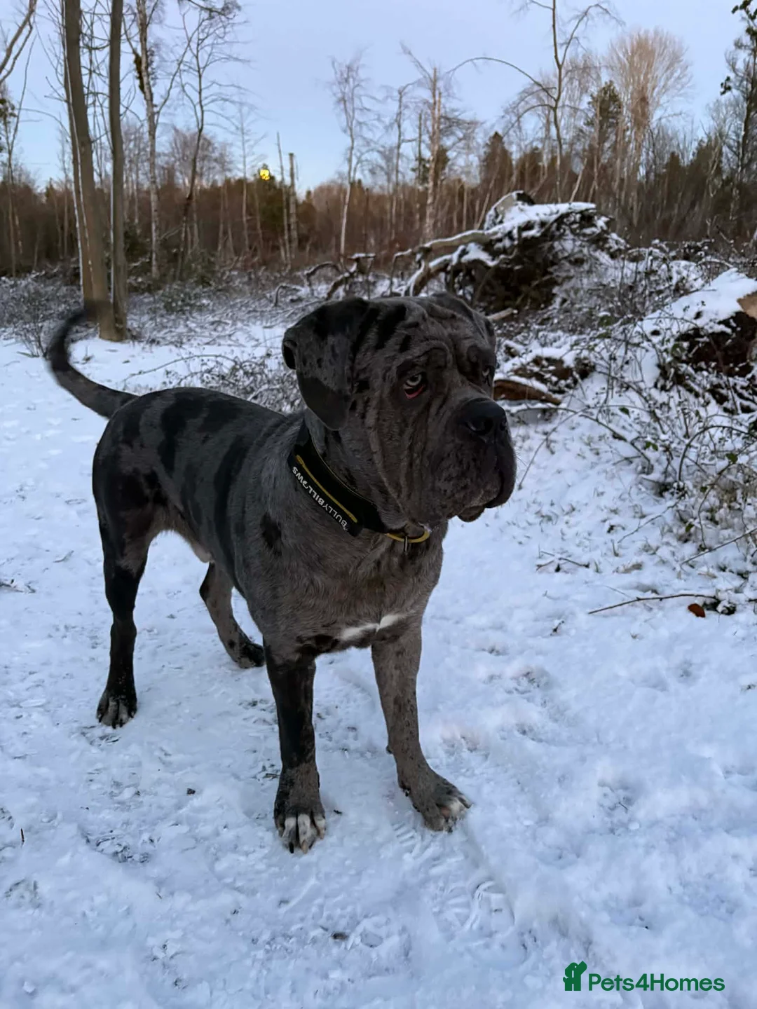 Cane Corso dogs for stud: Zues  in Bedlington - Advert 2