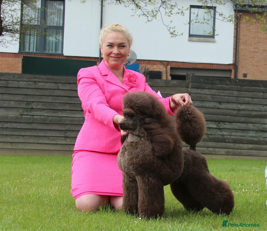 Miniature Poodle dogs for sale: Beautiful Girls!!! - Advert 9