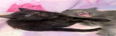 Black long hair female 