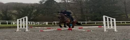Irish Thoroughbred horses for sale: Rouge Endeavour - Quality on a budget  - Advert 3