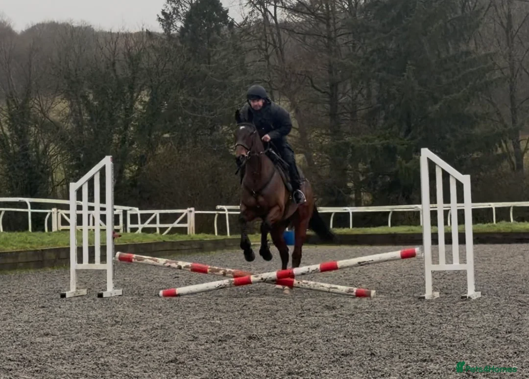 Irish Thoroughbred horses for sale: Rouge Endeavour - Quality on a budget  - Advert 3