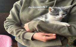 Domestic Shorthair cats for sale: Beautiful kittens for sale - Image 5