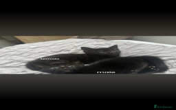 Mixed Breed cats for sale: BLACK KITTEN FOR SALE mix breed(half russian blue) - Image 2