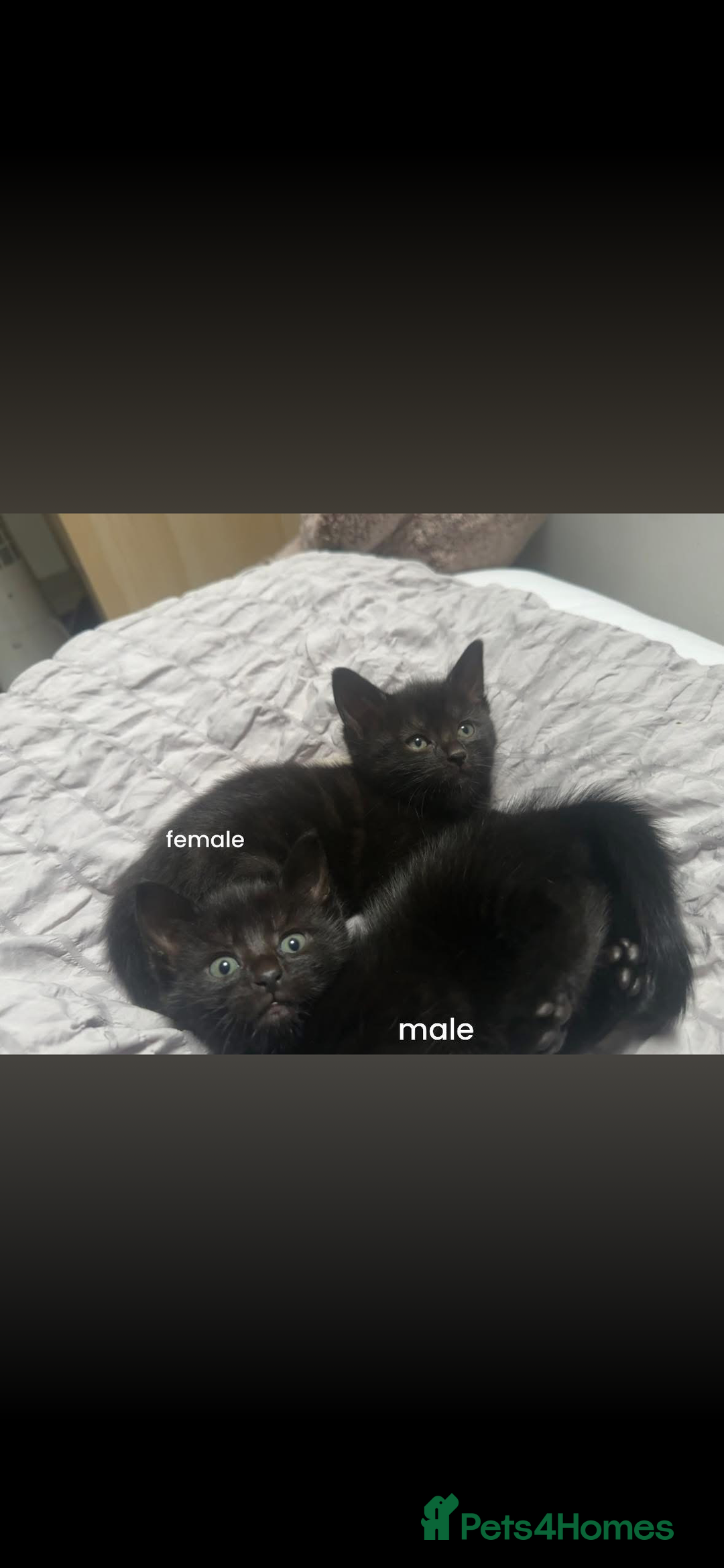 Mixed Breed cats for sale: BLACK KITTEN FOR SALE mix breed(half russian blue) - Image 2