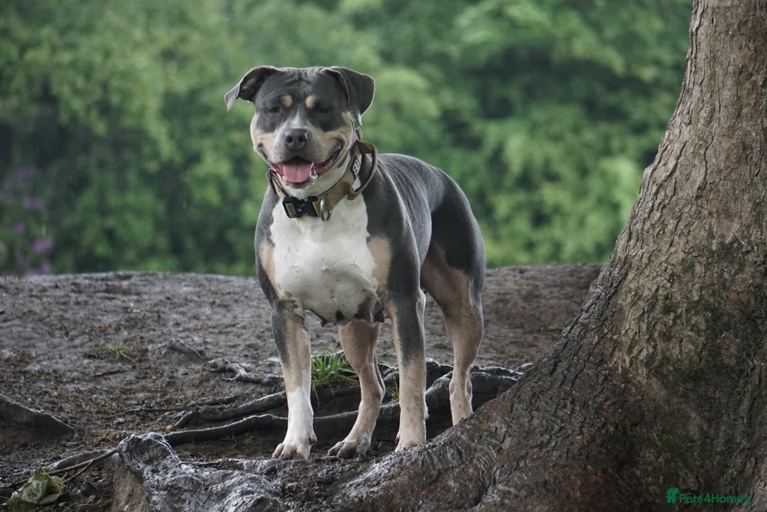 American Bull Staffy dogs for sale: A Sweet & Loving Girl Looking for Her Forever Home - Advert 6