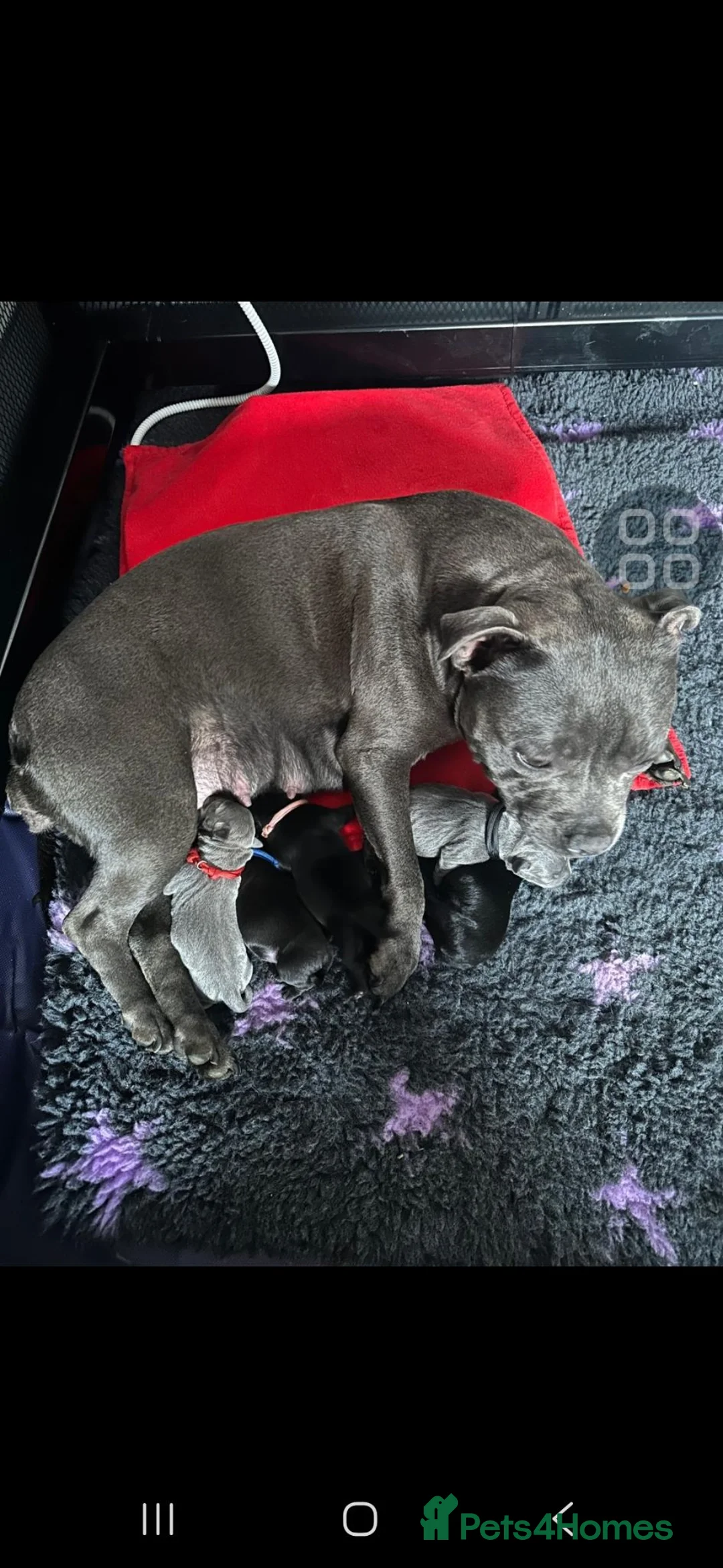Staffordshire Bull Terrier dogs for sale: 💥Champion blood lines💥 - Advert 4