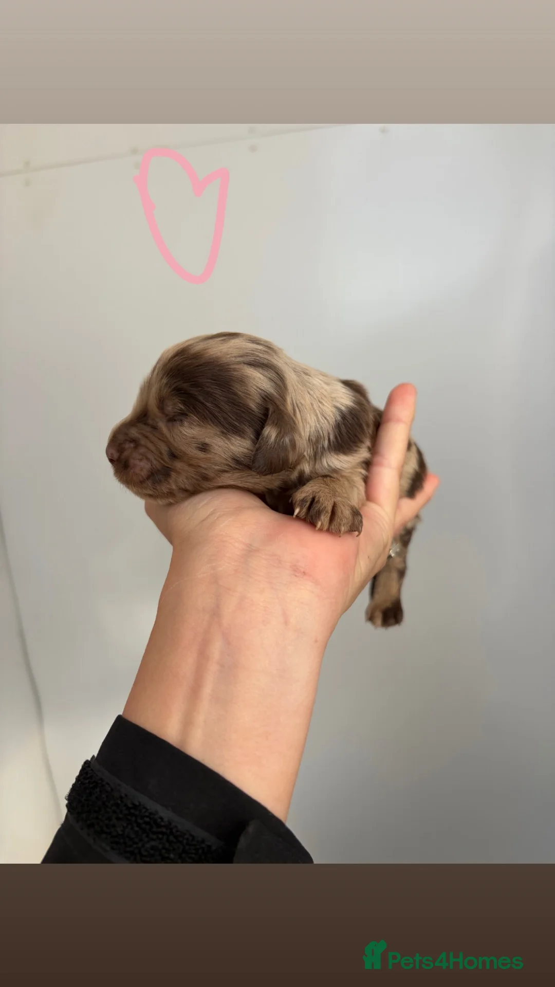 Cockapoo dogs for sale: Beautiful litter of f2 cockapoos in Bristol - Advert 1