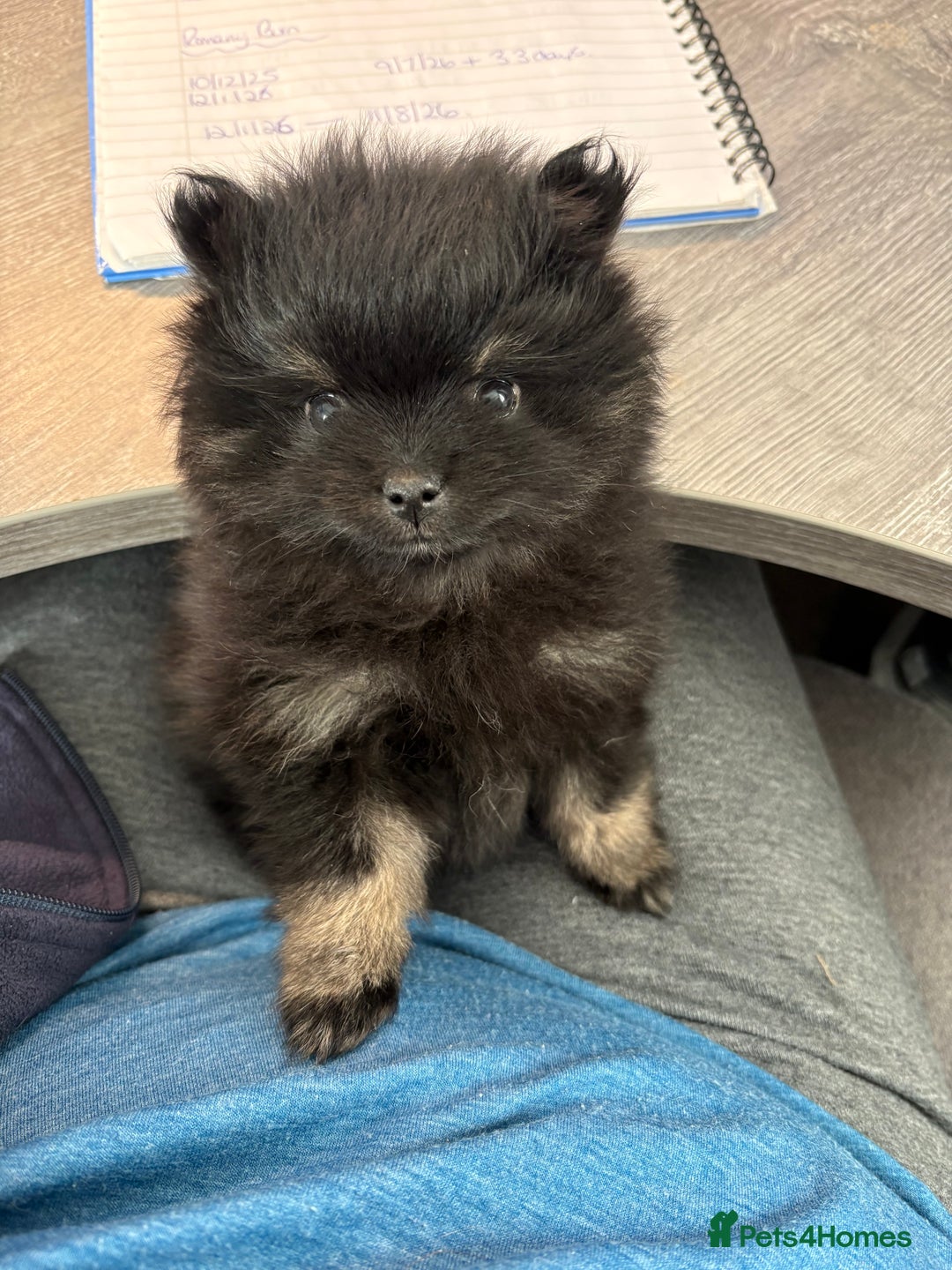 Pomeranian dogs for sale: Tiny Female Black Pomeranian Puppy  - Advert 17