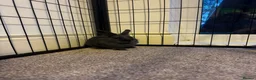 Netherland Dwarf rabbits for sale: 3 Netherland Dwarf babies.  in Droitwich - Advert 7