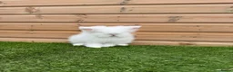 Lionhead rabbits for sale: Beautifully Bred Double Mane Lionhead Bunnies  - Advert 3