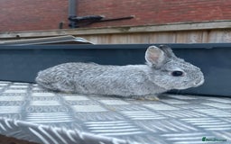 Netherland Dwarf rabbits for sale: Pure Netherland dwarfs  - Image 9