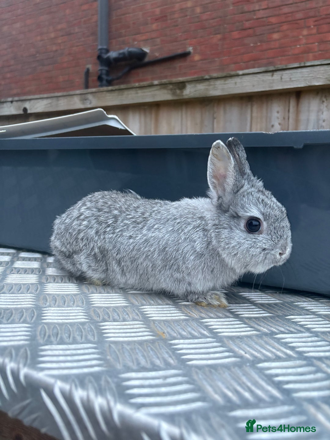 Netherland Dwarf rabbits for sale: Pure Netherland dwarfs  - Image 9