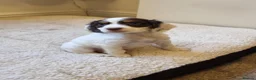 Cocker Spaniel dogs for sale: Last Chocolate Boy Ready Now  - Advert 5