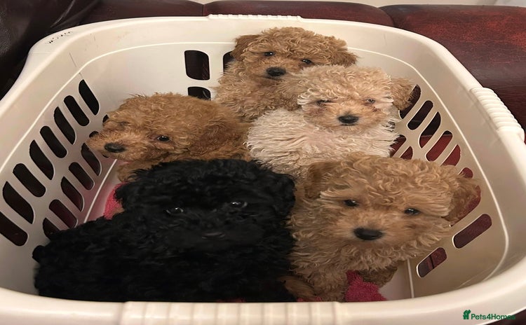 Toy Poodle dogs - Advert 12