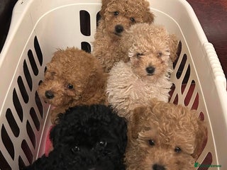 Toy Poodle dogs - Advert 9