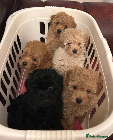 Toy Poodle dogs - Advert 1