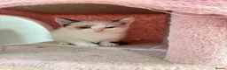Mixed Breed cats for sale: Half ragdoll/half Maine coon kittens - Advert 3