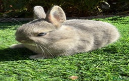 Netherland Dwarf rabbits for sale: Netherland Dwarf  - Image 4