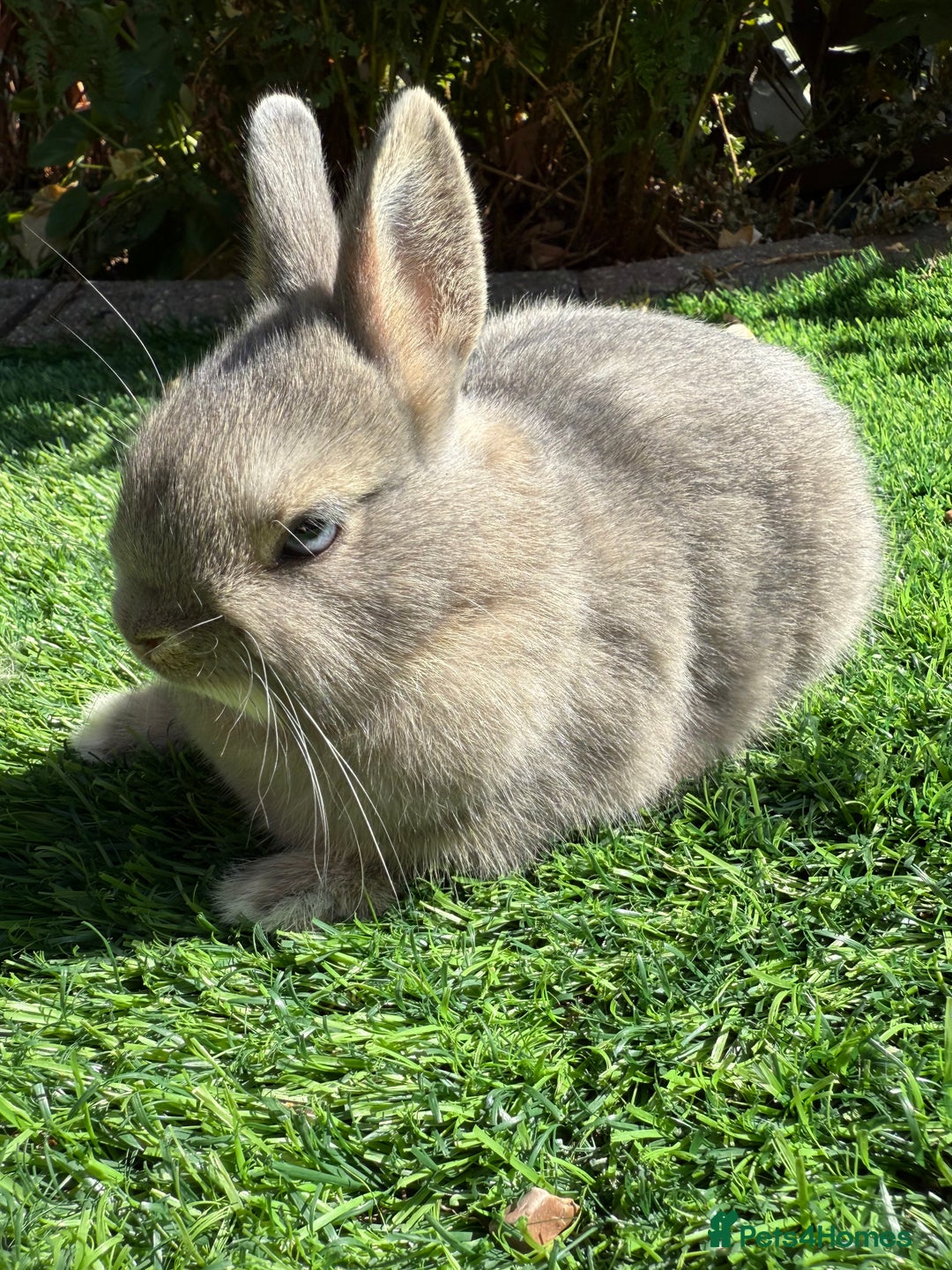 Netherland Dwarf rabbits for sale: Netherland Dwarf  - Image 4