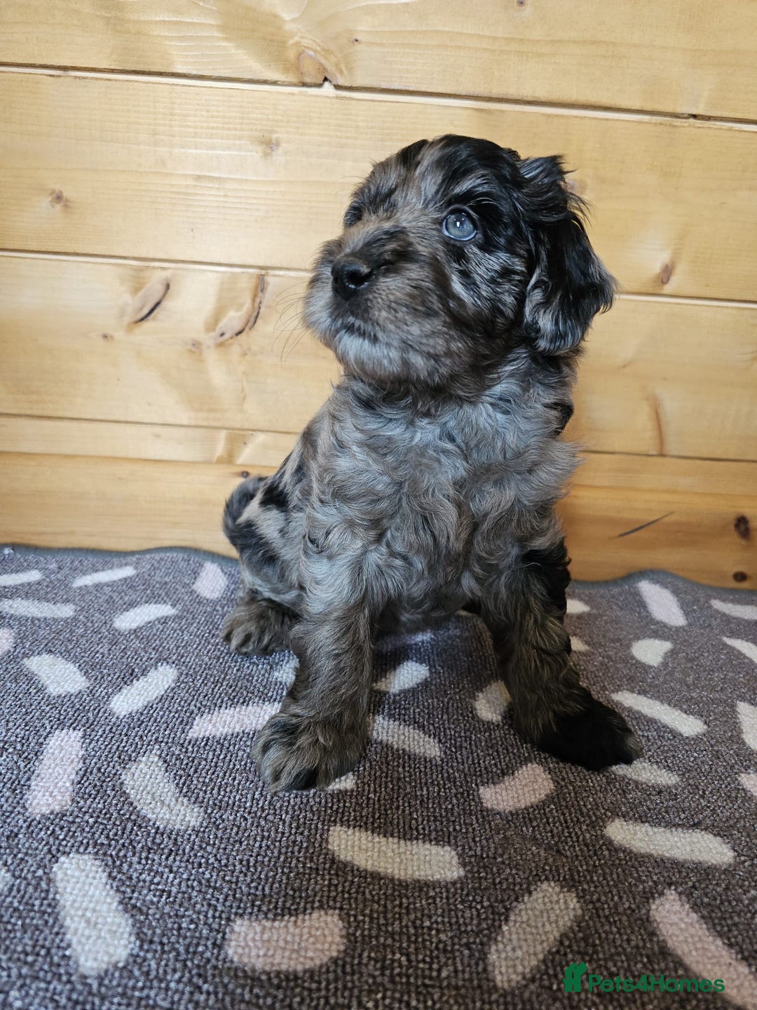 Australian Labradoodle dogs for sale: 💕 Stunning Australian Labradoodles! 💕 - Image 15