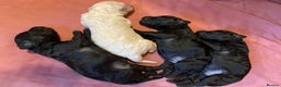 Standard Poodle dogs for sale: Seven Wonders of Standard Poodle Puppies - Advert 2