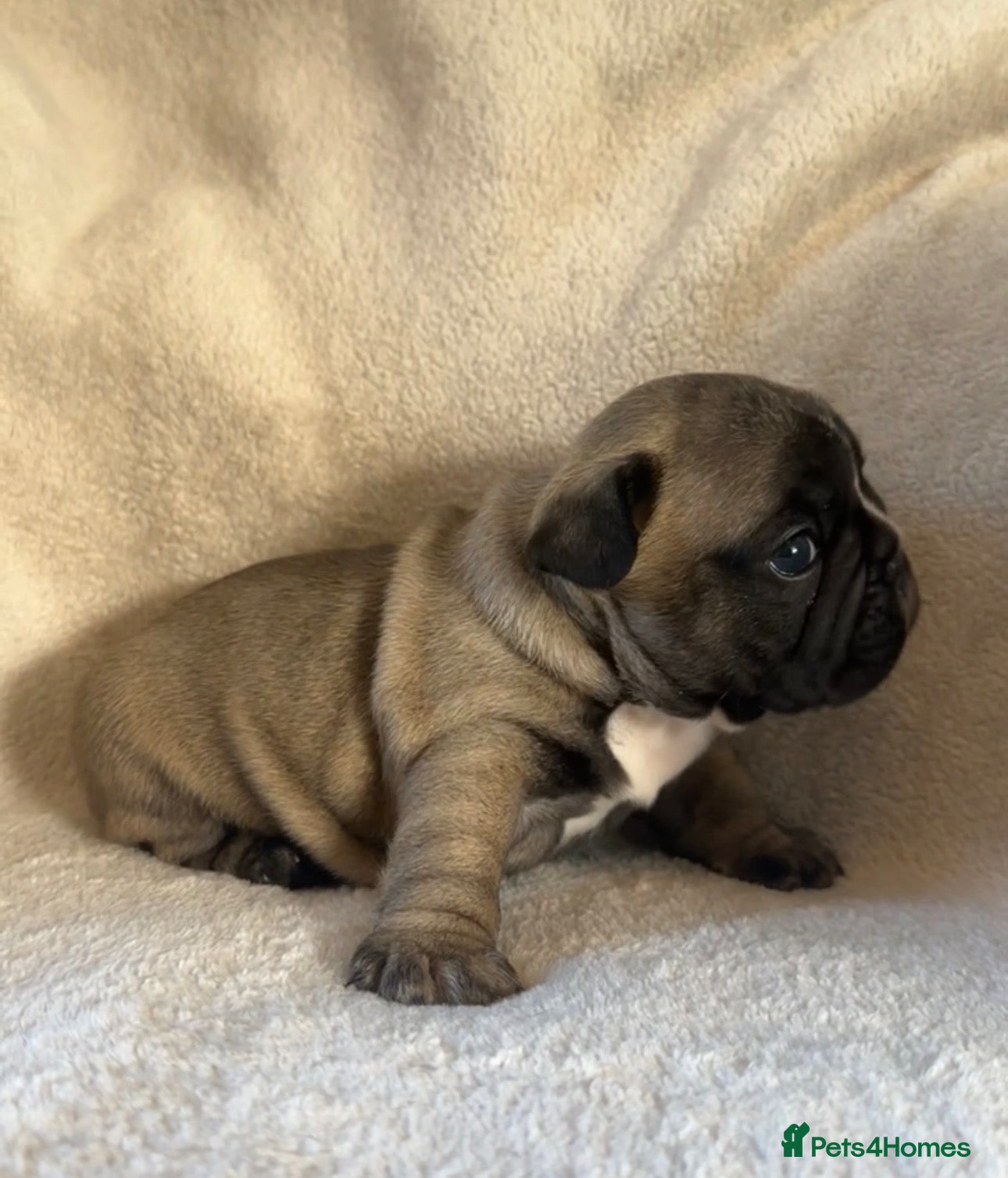 French Bulldog dogs French bulldog  - Advert 2
