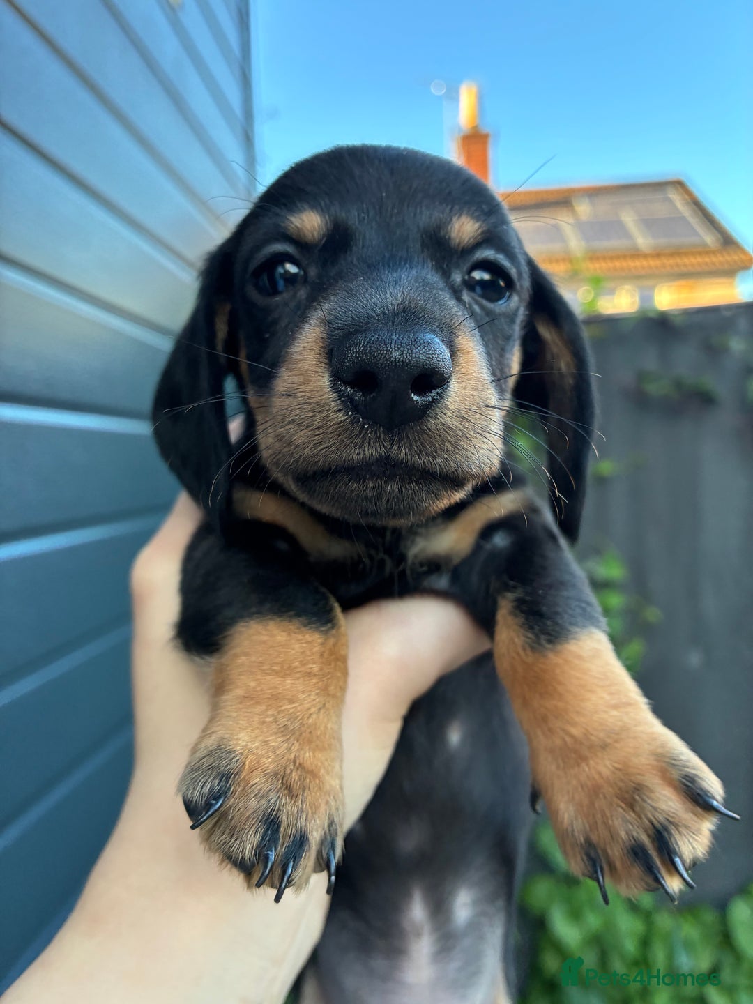 Miniature Dachshund dogs for sale: miniature dachshund pups - Image 3