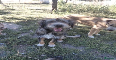 Mixed Breed dogs - Advert 5