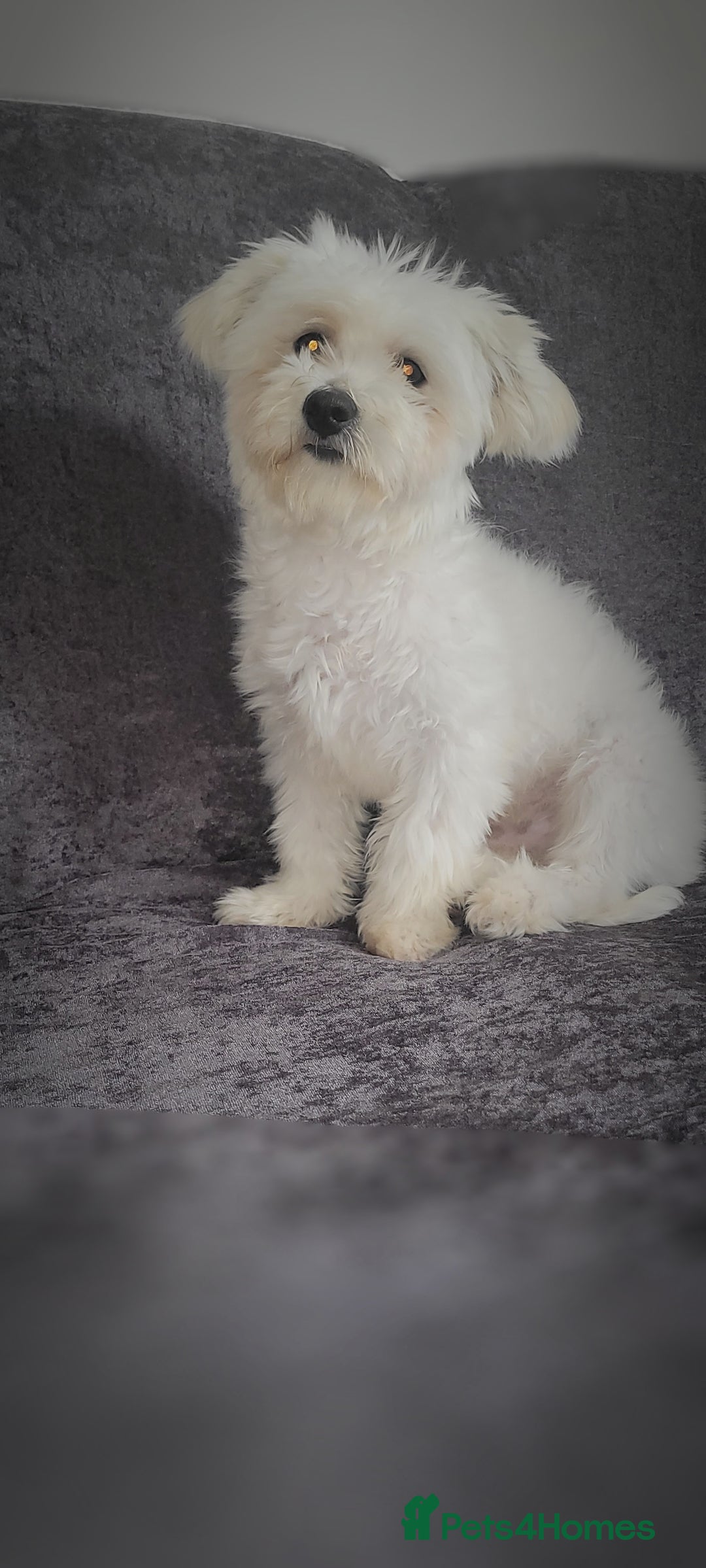 Bichon Frise dogs for sale: Bishon frise - Image 4