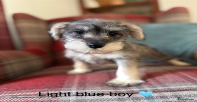 Miniature Schnauzer dogs KC registered, health tested puppies ready now - Advert 13