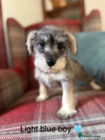 Miniature Schnauzer dogs KC registered, health tested puppies ready now - Advert 1