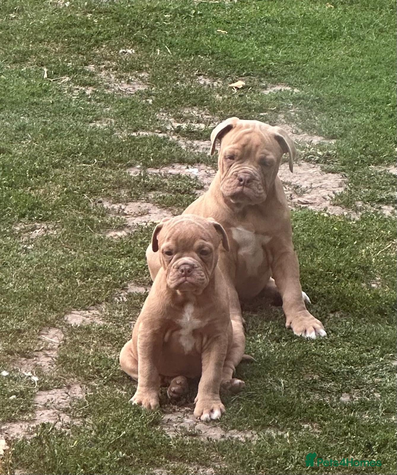 Olde English Bulldogge dogs Olde English bulldogge  - Advert 3