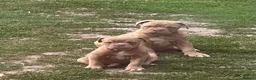 Olde English Bulldogge dogs for sale: Olde English bulldogge  - Advert 2