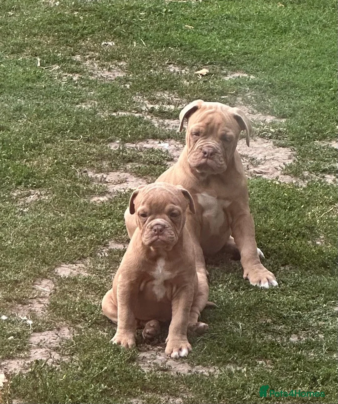 Olde English Bulldogge dogs for sale: Olde English bulldogge  - Advert 2