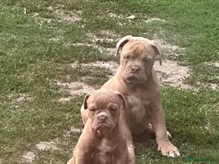 Olde English Bulldogge dogs Olde English bulldogge - Advert 3