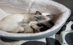 Ragdoll cats for sale: Ragdoll Kittens  - Image 7