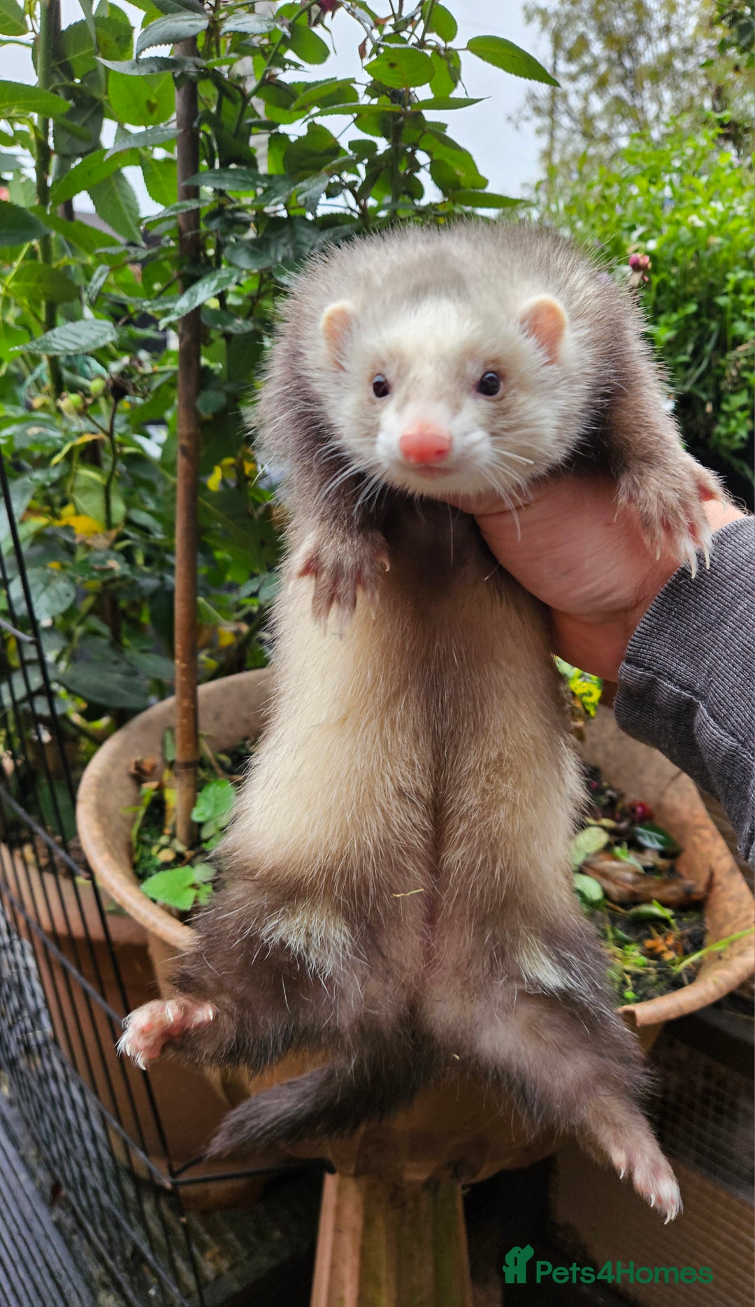 Ferret rodents for sale: Adult ferrets available  - Image 3