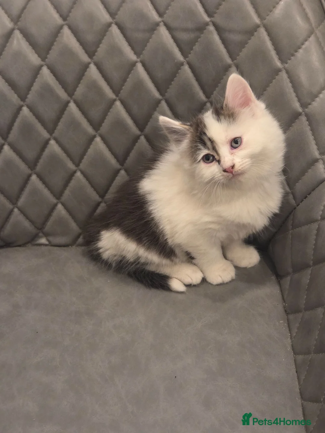Mixed Breed cats for sale: Maincoon x kitten - Advert 2