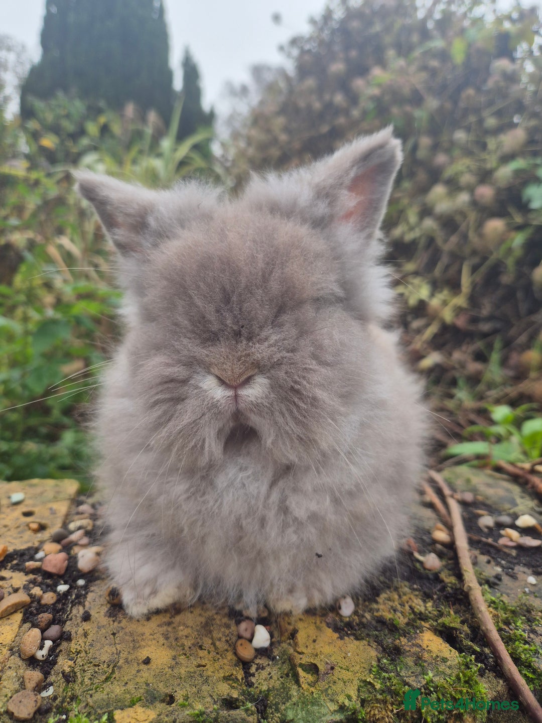 Angora rabbits for sale: Teddydwerg babies 💓💙 READY NOW 😍  - Advert 13