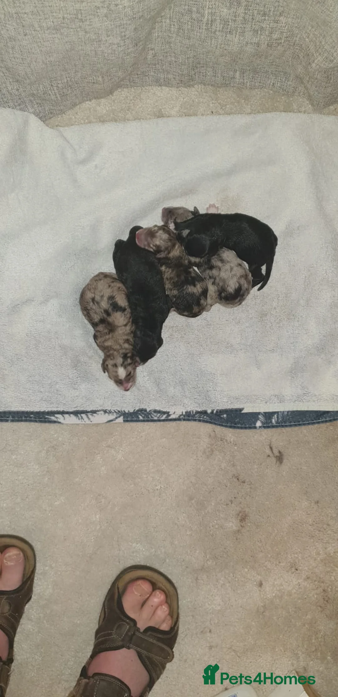 Toy Poodle dogs for stud: KC registered. GENETIC & HEALTH TESTED. in Wigan - Advert 30