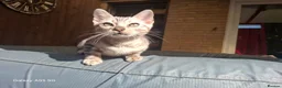 Bengal cats for sale:  Outstanding Bengal Kittens– 5★ Licensed Cattery - Advert 11