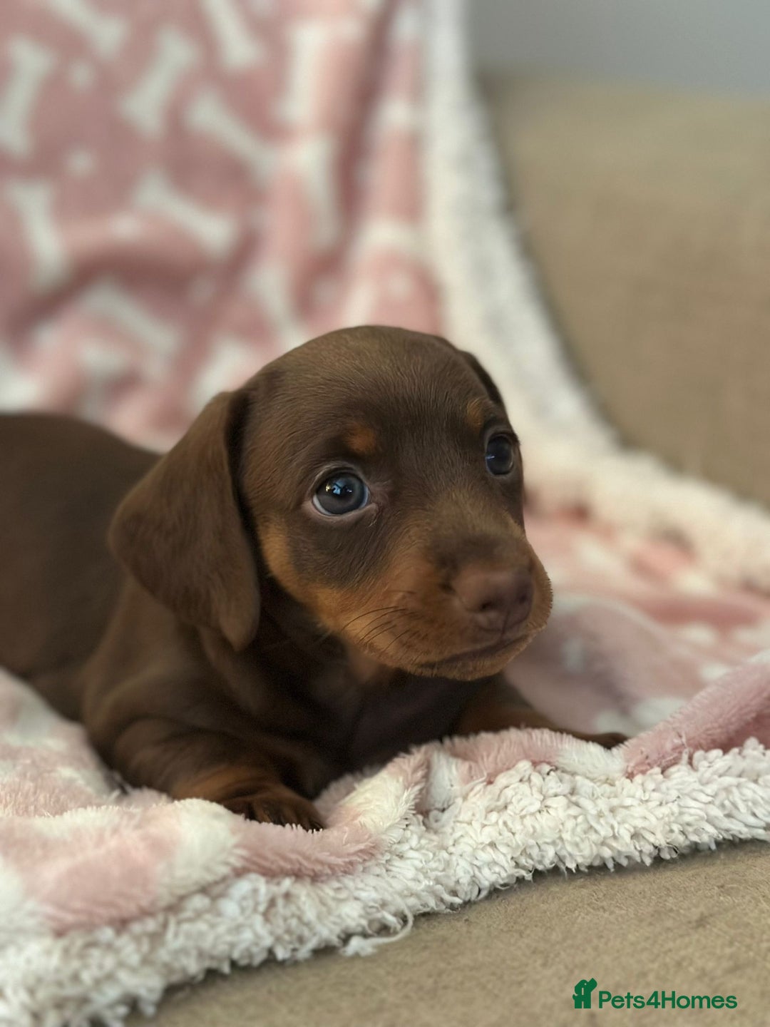 Miniature Dachshund dogs for sale: Miniature Dachshunds  - Image 10