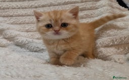 British Shorthair cats for sale: Beautiful unusual British shorthair kittens - Image 10