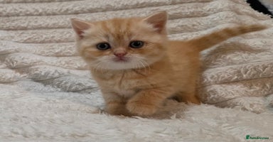 British Shorthair cats - Advert 3